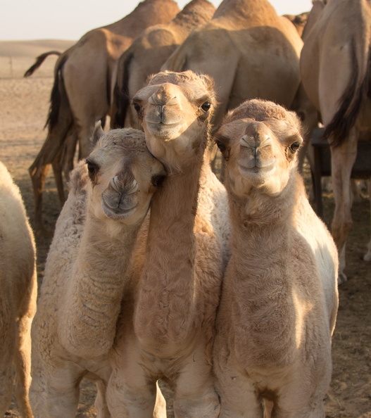 2012 10-Abu Dhabi More Baby Camels.jpg